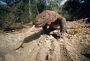 Dragons Prints: Komodo Dragon