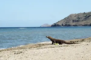 Dragons Prints: Komodo Dragon - on Beach