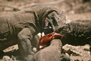 Amphibians Collection: Komodo Dragon - X3 Eating
