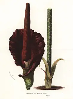 Flore Prints: Konjac or konnyaku, Amorphophallus konjac