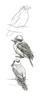 Kookaburra