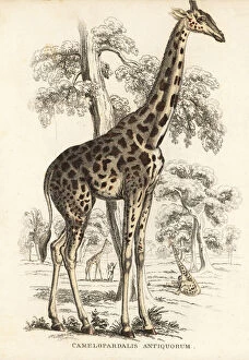 Thierreiches Collection: Kordofan giraffe, Giraffa camelopardalis antiquorum