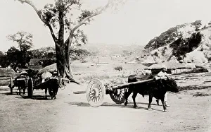Cropland Prints: Korea: farm carts