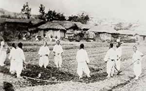 Korea: farmers in the field