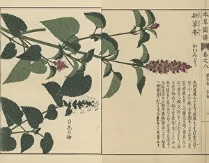 Korean mint and anise hyssop