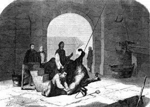 Kosher Slaughter 1858
