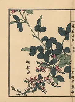 Gardenflower Prints: Koshika or hagi, Japanese clover, Lespedeza bicolor japonica