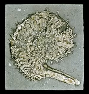 Ammonoidea Gallery: Kosmoceras acutistriatum, ammonite