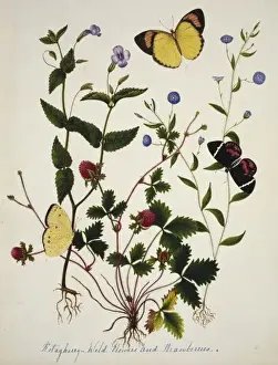 Kotagherry Wild Flowers & Strawberries