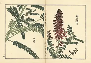 Kouka or kujin, Sophora flavescens