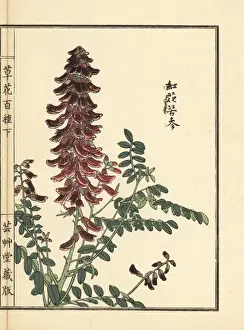 Kouka or kujin, Sophora flavescens