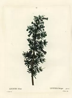 Arbustes Gallery: Kraal honey thorn, Lycium afrum