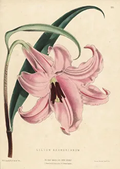 Yokohama Prints: Kramer's lily, Lilium japonicum var. japonicum
