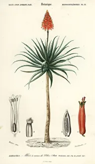 Succulent Prints: Krantz aloe, Aloe arborescens