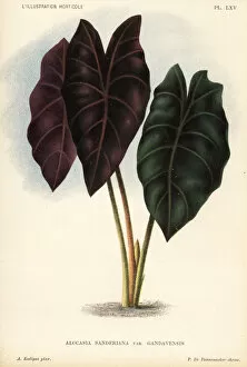 Pannemaeker Collection: Kris plant, Alocasia sanderiana. Critically endangered