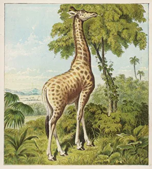 Pick Gallery: Kronheim / Giraffe