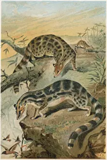 Civet Prints: Kubsang (Lydekker)