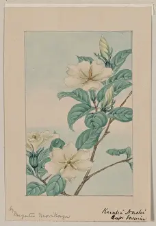 Kuchi nashi - cape jasmine