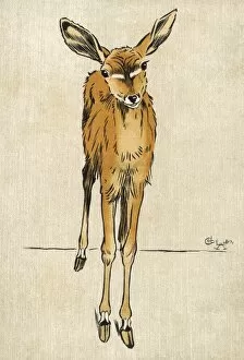 Antelopes Gallery: Kudu Antelope Aldin
