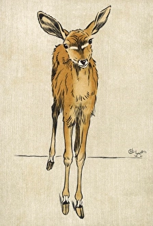 Antelopes Gallery: Kudu Antelope Aldin