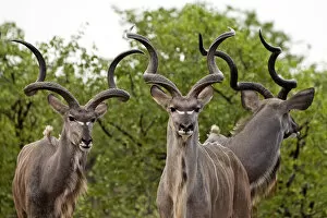 Images Dated 21st November 2011: Kudu - males (males are seen with females only