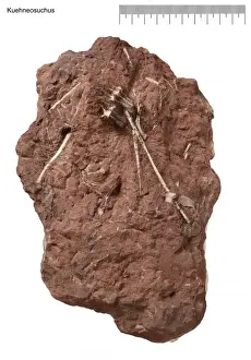 Kuehneosuchus