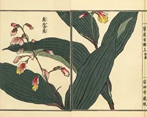 Gardenflower Prints: Kumataka or kokei ran orchid, Oreorchis patens