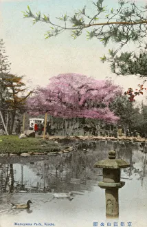 Weeping Gallery: Kyoto, Japan - Maruyama Park - Cherry Blossom