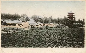 Kyoto, Japan - Pagoda of Toji and Tea Garden