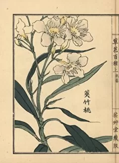Woodblock Collection: Kyouchikutou or oleander flower, Nerium oleander var indicum