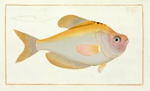 Bony Fish Collection: Kyrtus indicus (Kurtus indicus)