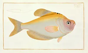 Osteichthyes Prints: Kyrtus indicus (Kurtus indicus)