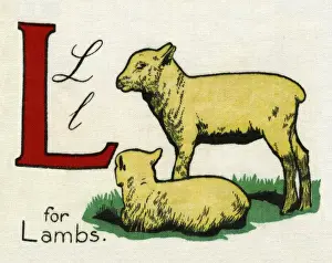 Kiddiewiddies Prints: L for Lambs