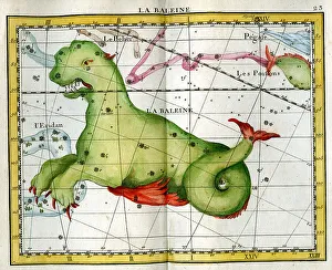 La Baleine