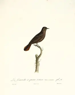 Warbler Prints: La fauvette a queue rousse, a red-tailed warbler
