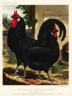 Breeding Collection: La Fleche breed of chickens