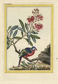 Buchoz Collection: La Labordere. Rhododendron species?