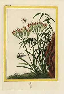 Lily Gallery: La Louis