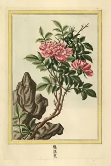 Precieuse Prints: La Rose semi-double de la Chine