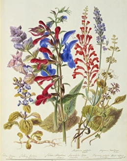 Labiatae Collection: Labiatae