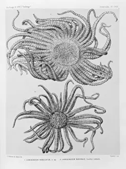 Echinodermata Prints: Labidiaster annulatus & L. radiosus from the Challenger Voya