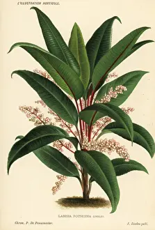 Labisia pothoina