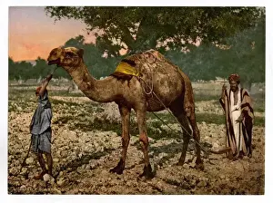 Laborers Prints: Laborers, Plain of Esdraelon, Holy Land, (i. e. Plain of Jez
