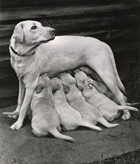 Labrador Prints: Labrador