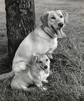 Labrador