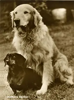Dachshund Prints: Labrador and Dachshund, Bubble and Squeak