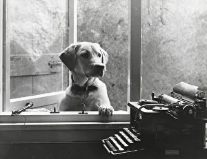 Retriever Prints: Labrador dog (Tessa) at an open window