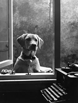 Labrador dog at window, with typewriter, Crediton, Devon