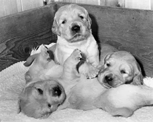 Sleepy Prints: Three labrador puppies in a wooden box