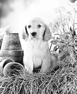 Labrador Prints: Labrador puppy